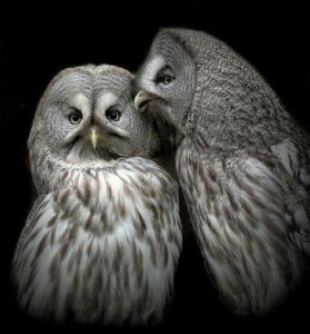 2 beautiful owls